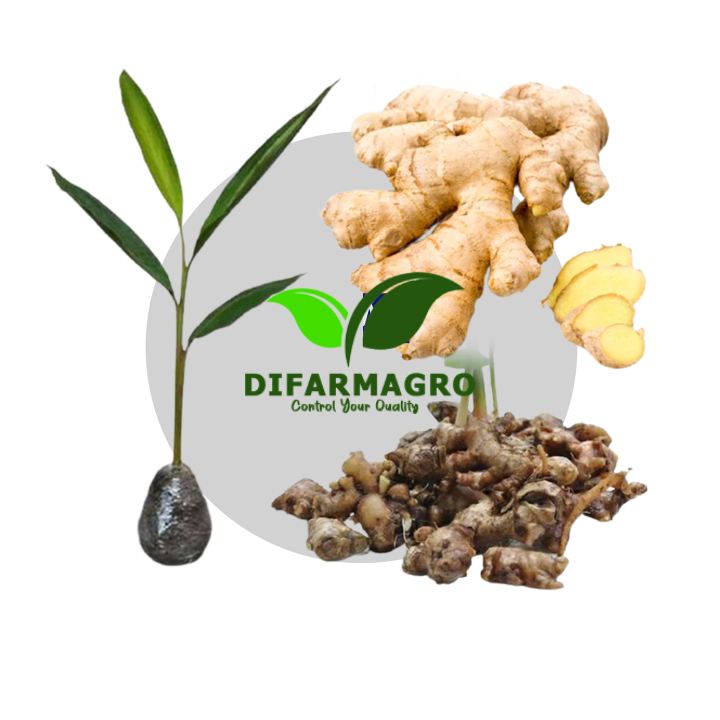 Benih Jahe Bersertifikat